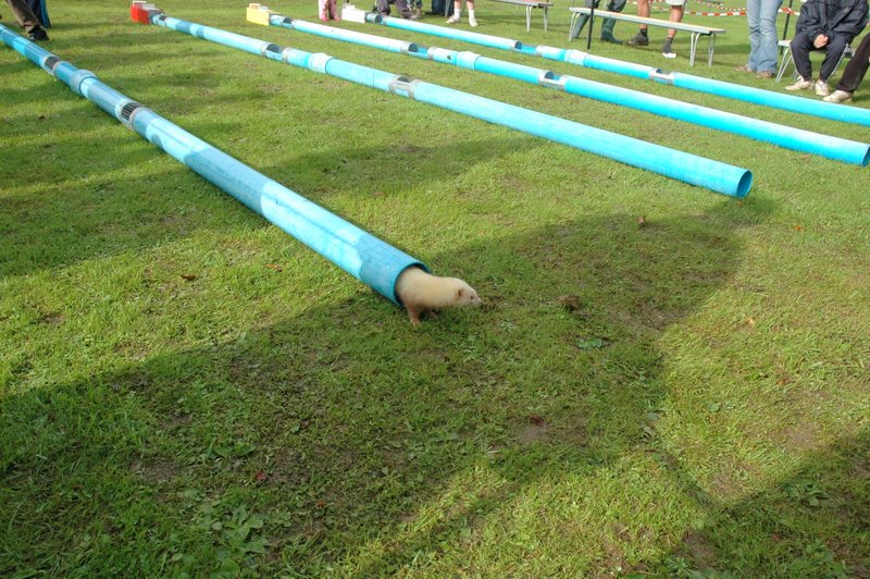 Ferret win