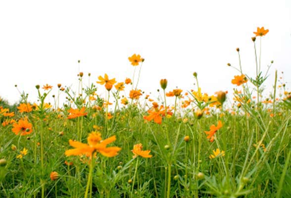 Spring image